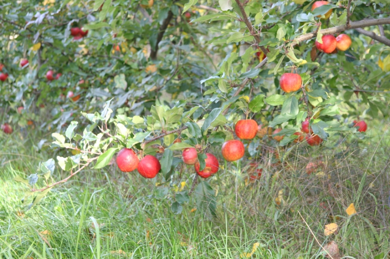 apples.jpg - apples