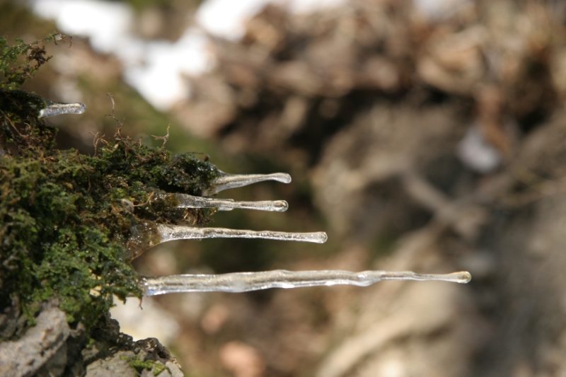 icicles.jpg - icicles