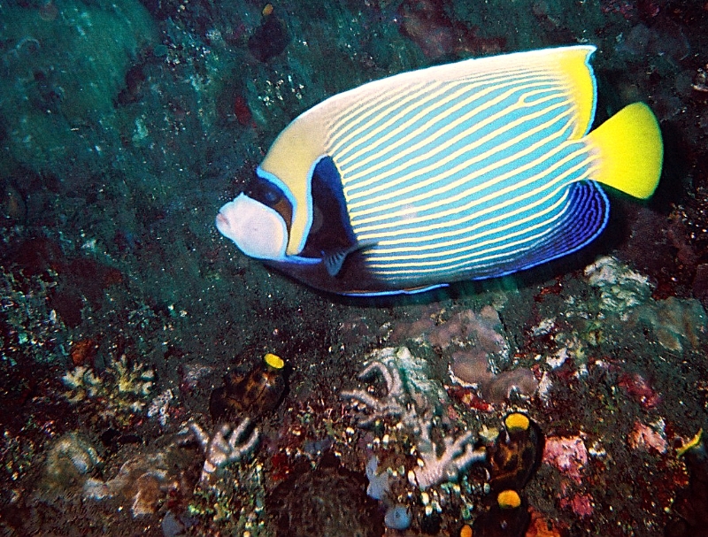 000009.JPG - Indonesia Bali Tulamben. Scuba diving the wreck S/S Liberty