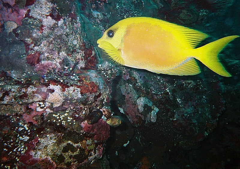 000011.JPG - Indonesia Bali Tulamben. Scuba diving the wreck S/S Liberty