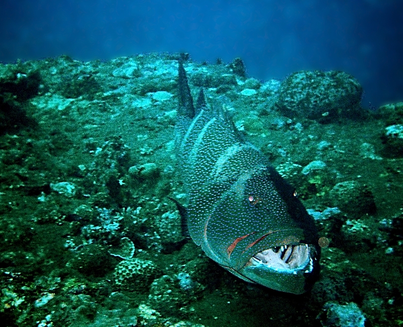 000012.JPG - Indonesia Bali Tulamben. Scuba diving the wreck S/S Liberty