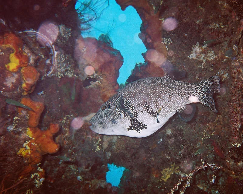 000020.JPG - Indonesia Bali Tulamben. Scuba diving the wreck S/S Liberty