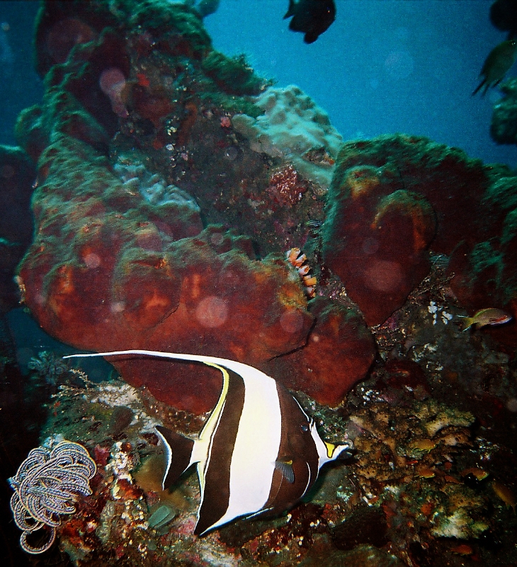 000043.JPG - Indonesia Bali Tulamben. Scuba diving the wreck S/S Liberty