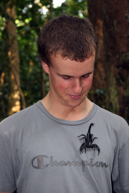 Java Scorpion Maurice's Photos/travel/Indonesia/Penanjung nature reserve. Live ...