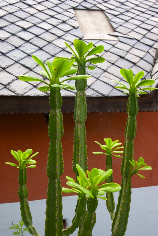 cacti.jpg