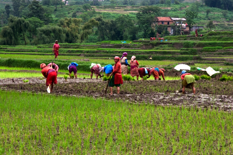 paddy_workers.jpg