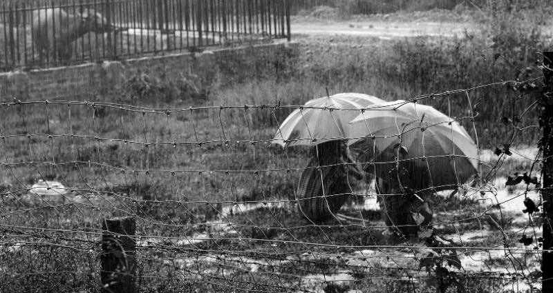 umbrellas.jpg