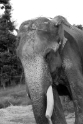 elephant_2