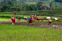 paddy_workers