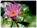 Lilly