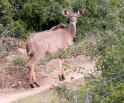 deer1