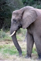 elephant2