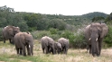 elephant3