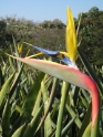 garden2