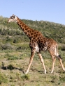 giraffe3