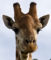 giraffe4