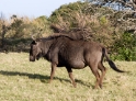 gnu1
