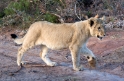 lion1