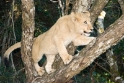 lion2