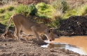 lion3