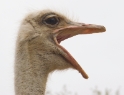 ostrich1