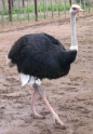 ostrich2