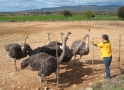 ostrich3
