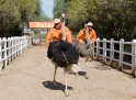 ostrichrace