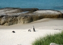 pengin2