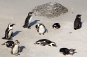 penguins2