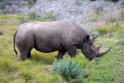 rhino1