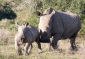 rhino2