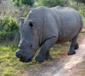 rhino3