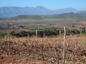 vines1