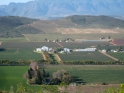 vines2