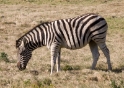 zebra1